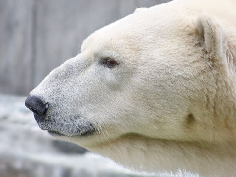 Polar bear head close-up side view