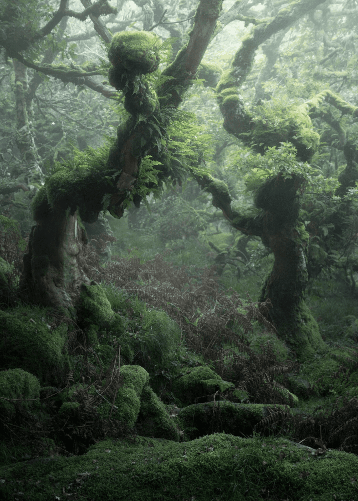 Nature photo of a forest with a little bit of fog