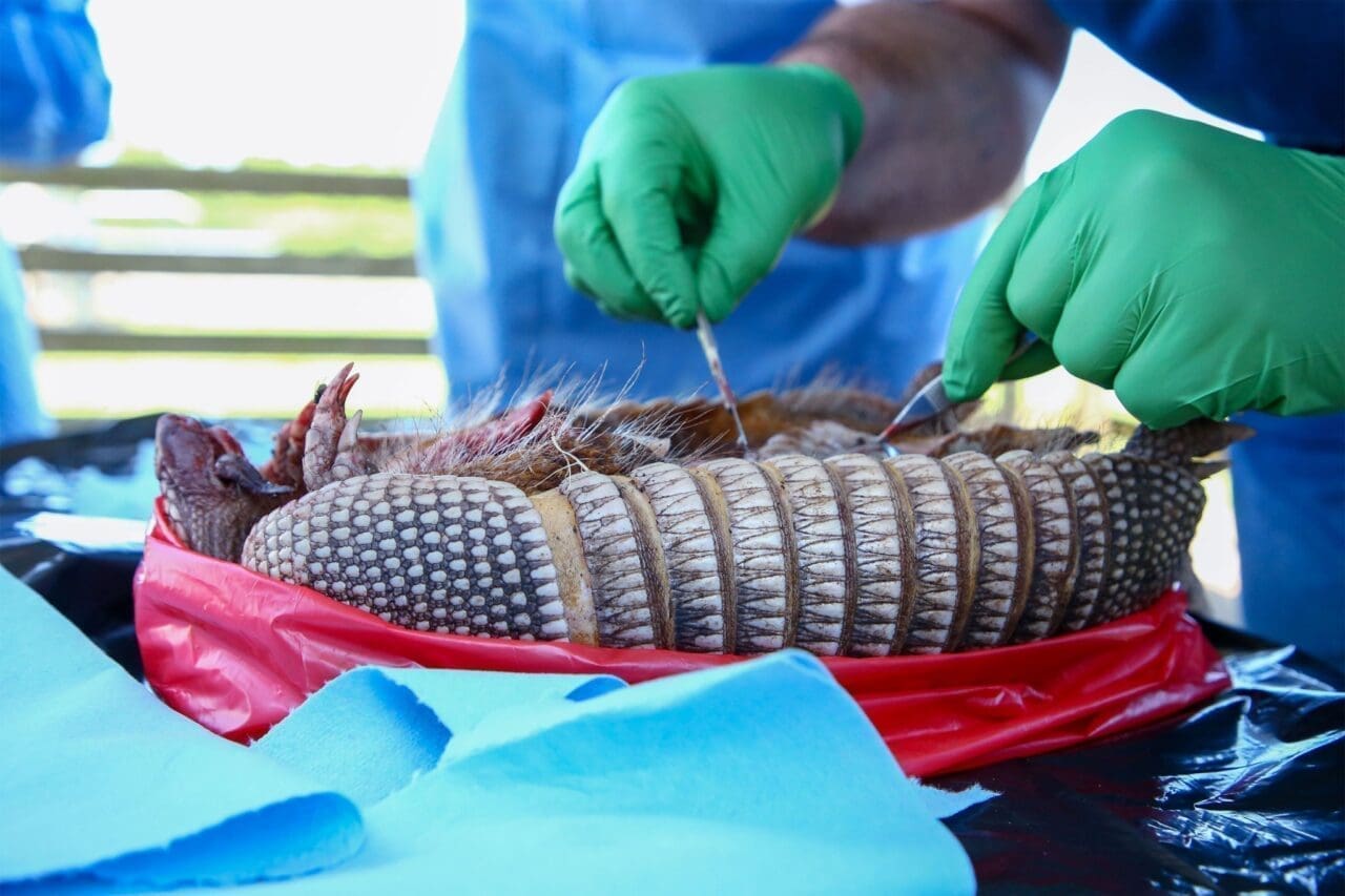 Juan Campos Krauer, a veterinarian at the University of Florida (right), collects a tissue sample in Gainesville, Florida, from an armadillo found dead on a nearby roadside.