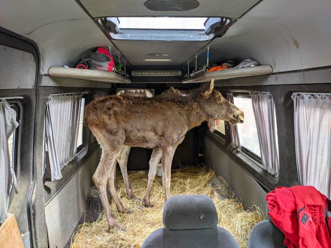 Zoo in Ukrane  A moose in a trailer with hay on the floor