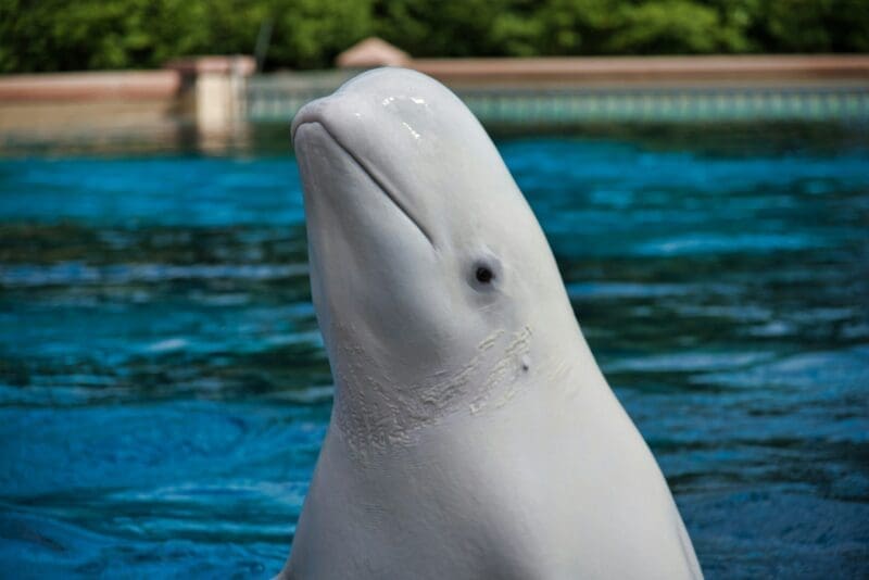 Beluga whales found in Alaska