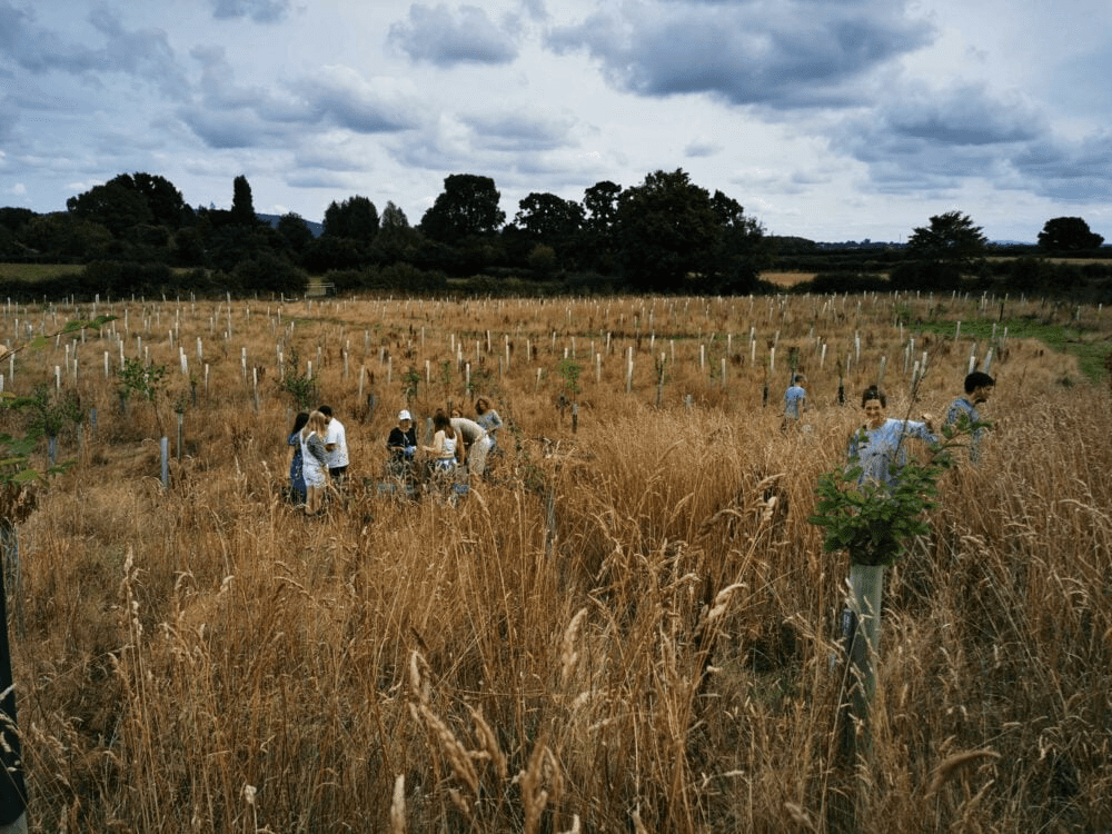 Planting trees to save the rainforest