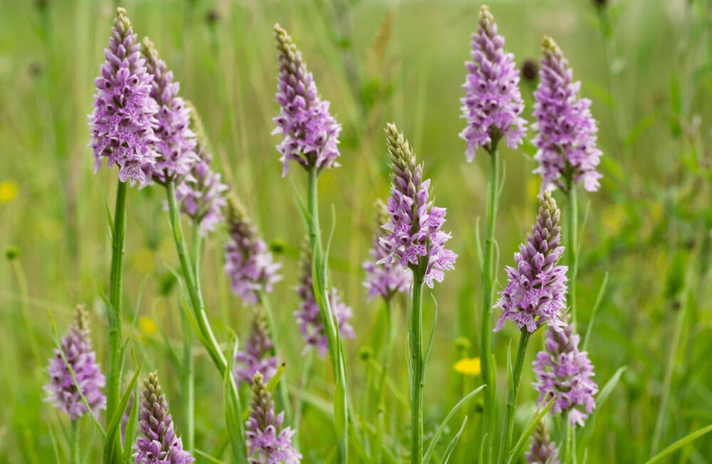 Doggy bags full of these wild flower seeds help to rewild nature