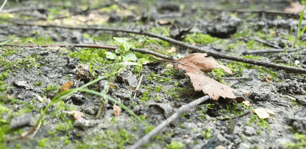 Forest floor