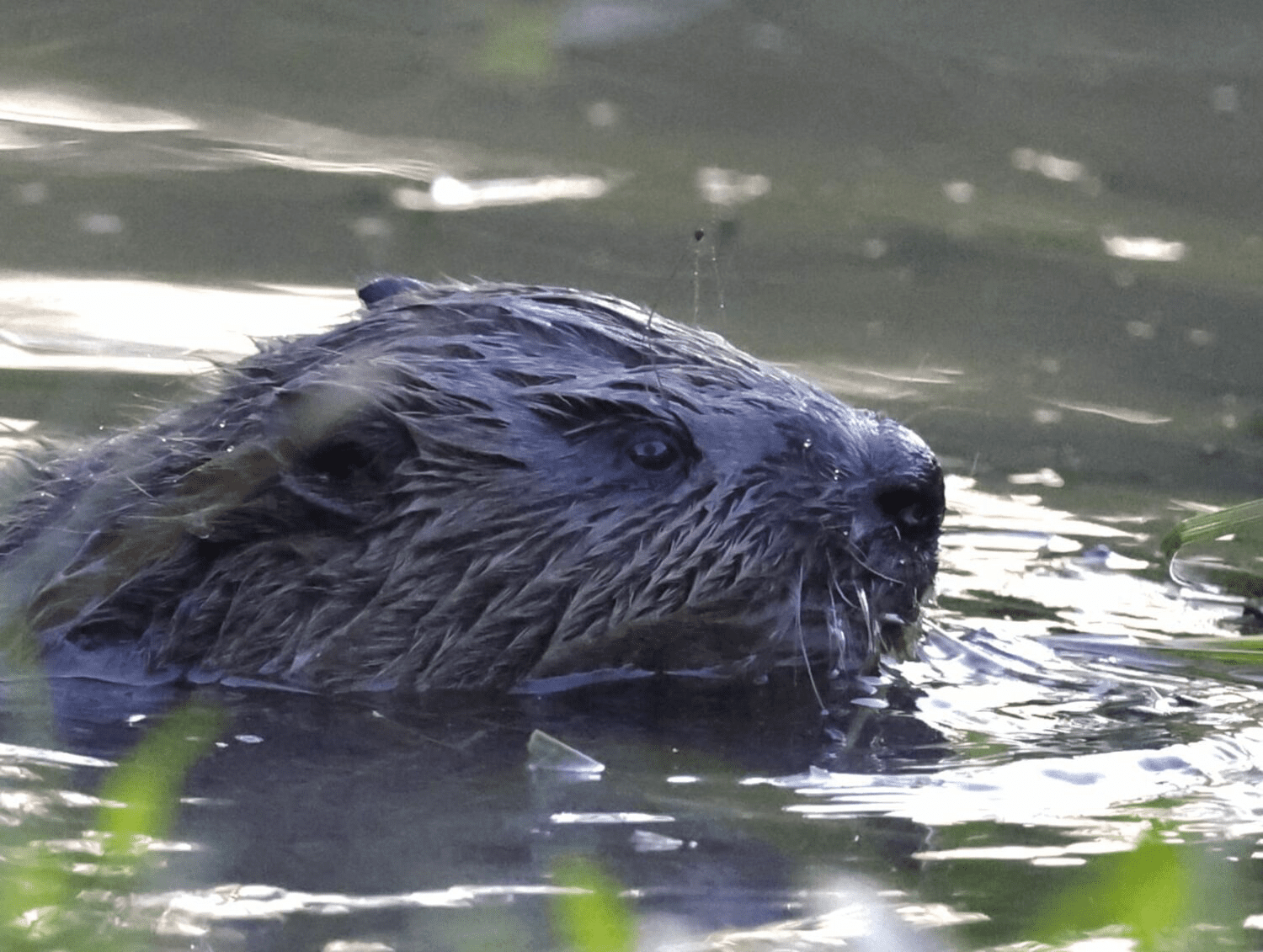 One of the baby beavers in London