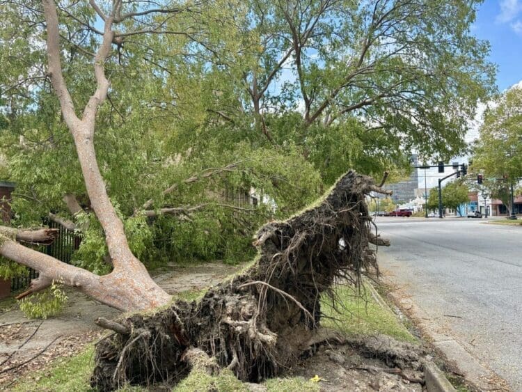 A fallen tree due to high winds in Georgia