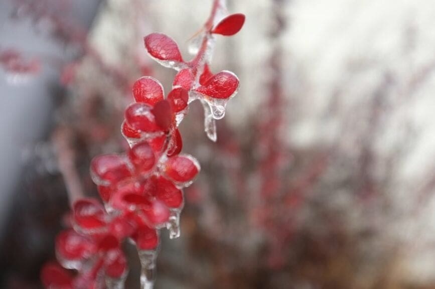 Climate change is it real?Photo of a pink flower with ice melting on it