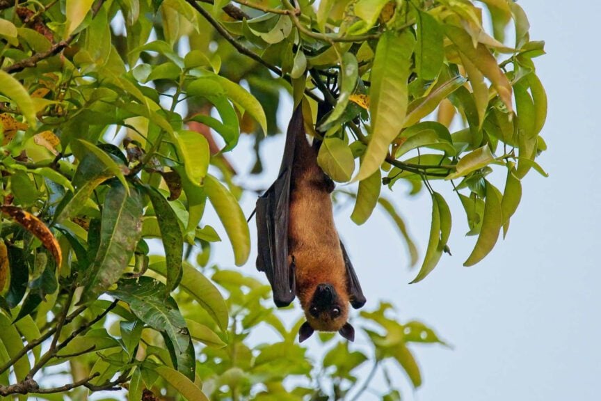 Climate Change Spreading Deadly Disease Carried By Bats—The Nipah Virus—75% Of People Infected Won’t Survive A fruit bat hanging in a tree. They carry the nipah virus.