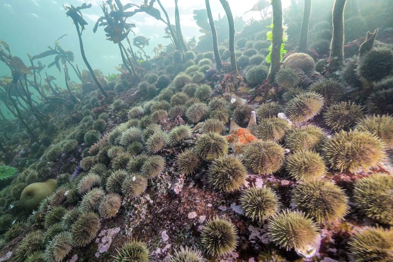 Climate Change Spreading Deadly Disease Carried By Bats—The Nipah Virus—75% Of People Infected Won’t Survive Huge group of sea urchins litter the ocean floor.